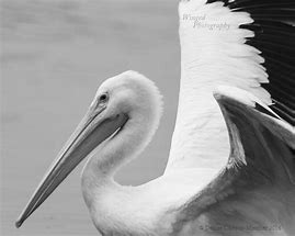 Image result for Black and White Pelican Wall Art
