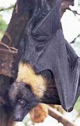 Image result for African Fruit Bat