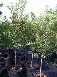 Image result for 15 Gallon Gala Apple Tree