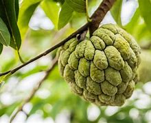 Image result for cherimoya