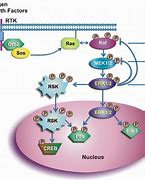 Image result for Cell Proliferation Signaling Pathway