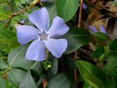 Image result for Common Periwinkle