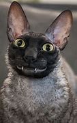 Image result for Big Cat Smile
