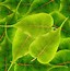 Image result for Pile of Green Leaves