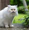 Image result for White Persian Cat Meme