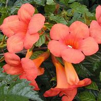 Image result for Flamenco Trumpet Vine