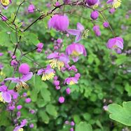 Image result for Thalictrum rochebrunianum