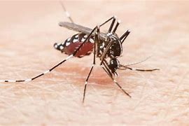 Image result for dengue