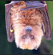 Image result for Rodrigues Fruit Bat