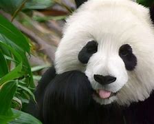 Image result for Smiling Baby Panda
