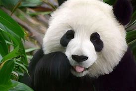 Image result for Baby Panda Background