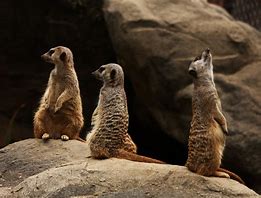 Image result for Los Angeles Zoo Meerkat