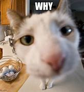 Image result for Cat Close Up Camera Meme