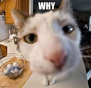 Image result for Animal Looking at Camera Meme