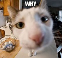 Image result for Cat Facing Camera Meme