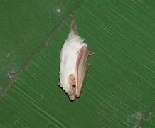 Image result for Lesser Ghost Bat