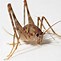 Image result for Baby Cricket in Naples FL