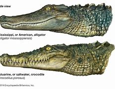 Image result for Crocodile vs Alligator Facts