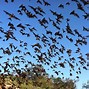 Image result for Bat Flying around during the Day