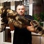 Image result for What Is the Biggest Cat in the World