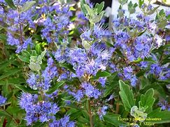 Image result for Caryopteris clandonensis First Choice