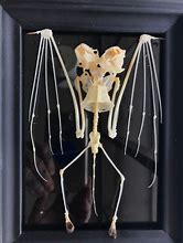 Image result for Bat Skeleton Detail
