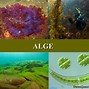 Image result for algenre
