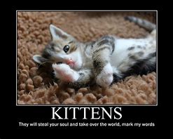 Image result for Kitten Sayings