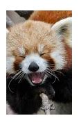Image result for Cute Galaxy Red Panda