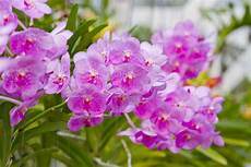 un orchidea da regalare alle come coltivare le orchidee non sprecare un orchidea da regalare alle come coltivare le orchidee non sprecare
