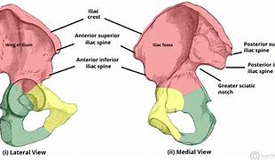 Image result for Asis Anatomy