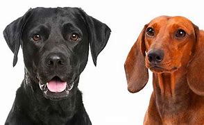 Image result for Long Haired Dachshund Lab Mix