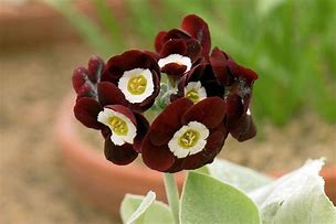 Image result for Primula auricula Adrian