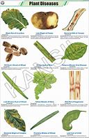 Image result for Plant Disease Identification