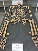 Image result for Skeletons in Shipwrecks