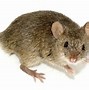 Image result for What Is the Difference Between a Mouse and a Rat