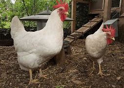 Image result for Image Poule Blanche