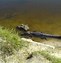 Image result for Funny Difference Between Alligator and Crocodile