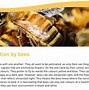 Image result for Stage 5 Clinger Bees