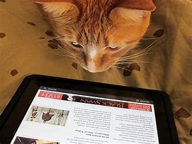 Image result for Cat iPad 5 Case