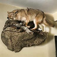 Image result for Coyote Euro Mount