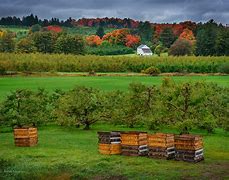 Image result for Apple Orchard Photography