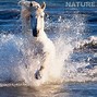 Image result for White Horses Running On Beach