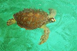 Image result for Sea Turtle BVI