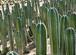 Image result for Types of Cactus