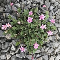 Erodium x variabile Flore Pleno 的图像结果