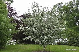 Billedresultat for Cornus Rutban