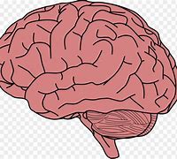 Image result for Cartoon Brain Greenscreen