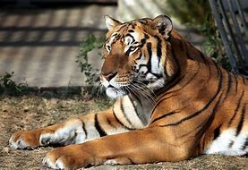 Image result for Tiger Food Chin