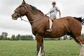 Image result for Tallest Horse in the World